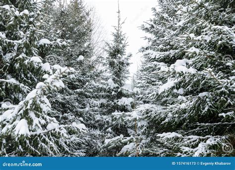 Christmas Background With Snowy Fir Trees Snow Covered Trees In The