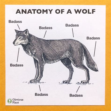 Obvious Plant On Twitter Anatomy Of A Wolf