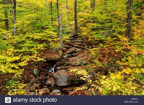 Green Mountain National Forest Vermont High Resolution Stock