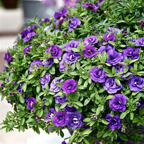 A love triangle like you've never seen before! Top 6 Flowering Container Garden Plants for Sunny Spots