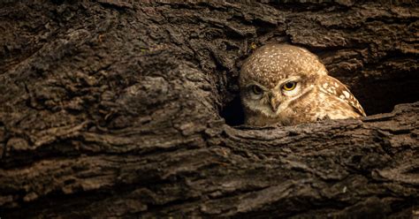 5 Adorable Baby Owl Photos That Itd Be Nice For You To Show Us For A