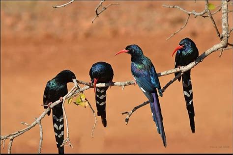 Red Billed Wood Hoopoe Whole Earth Education