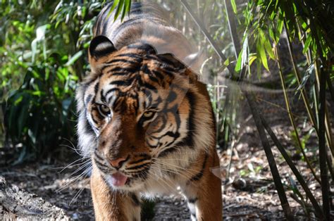 Taronga Zoo Tiger Blep By Biovenomimagery On Deviantart