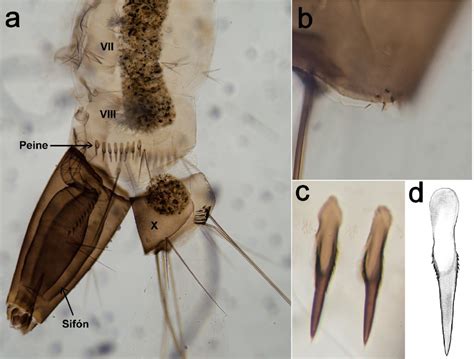 Nuevos Registros De Aedes Albopictus Skuse En Cinco Localidades De