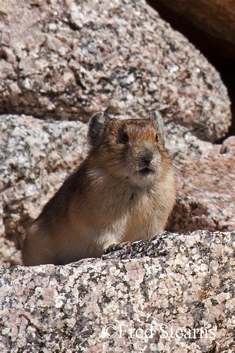 Rocky Mountain National Park American Pika Stearns Photography