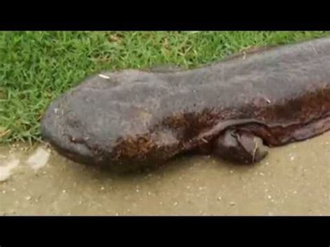 GIANT SALAMANDER EMERGES FROM RIVER IN JAPAN YouTube