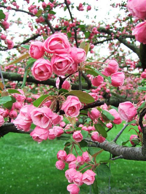 Beautiful Spring Blooming Trees The Garden Glove