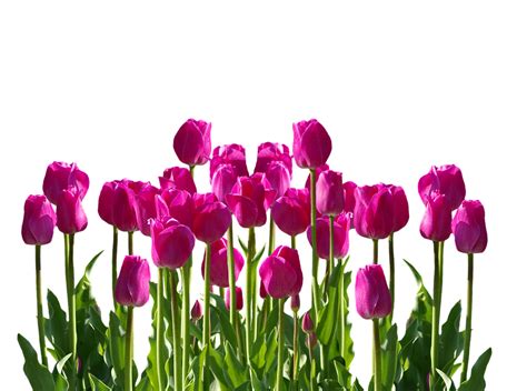 Tulip Musim Semi Bunga · Foto Gratis Di Pixabay
