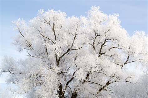 fotos gratis árbol naturaleza rama flor nieve frío invierno planta blanco escarcha