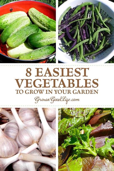 12 Easiest Vegetables To Grow In Your Garden Easy Vegetables To Grow