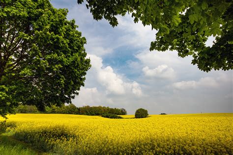 Free Images Landscape Tree Nature Sky Meadow Sunlight Bloom