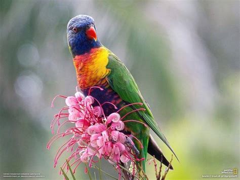 While flowers most certainly still exist, few take the the latter is obviously not possible to experience through a computer screen, but we hope that the beauty of the flowers in the collection is enough to. birds, Flowers, National Geographic, Parrot Wallpapers HD ...