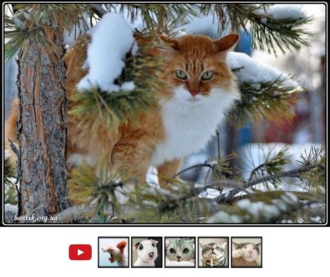 We did not find results for: Смешные кошечки и забавные коты фото | 3 black cats ...