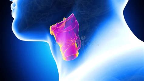 The Human Larynx Stock Video Video Of Health Larynx 140260701