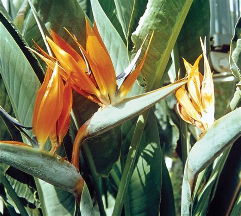 Bird Of Paradise Flower Description And Facts Britannica