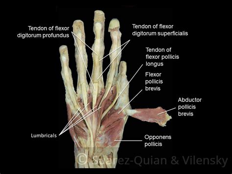 The Muscles Of The Hand Thenar Hypothenar Teachmeanatomy