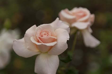 Just gotta say, though, that searching up pensacola. Roses, Pensacola, FL | Rose, Flowers, Plants
