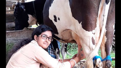 beautiful lady milking a cow। milking a cow by hand। village life part 11 youtube