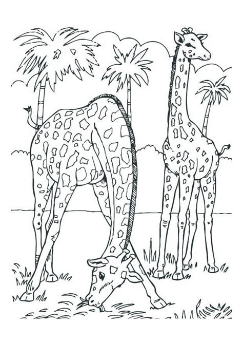 Malvorlage Giraffen Kostenlose Ausmalbilder Zum Ausdrucken Bild 12534