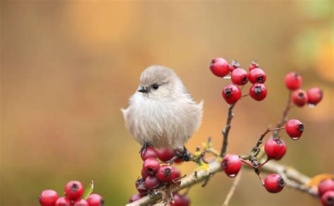 Cute Bird Wallpapers Wallpaper Cave