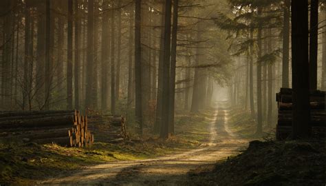 forest, Mist, Road, Trees, Sunlight, Grass, Morning ...
