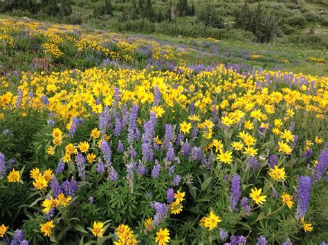 Wildflowers In Alta Utah Yellow Perennials Flower Field Wild Flowers