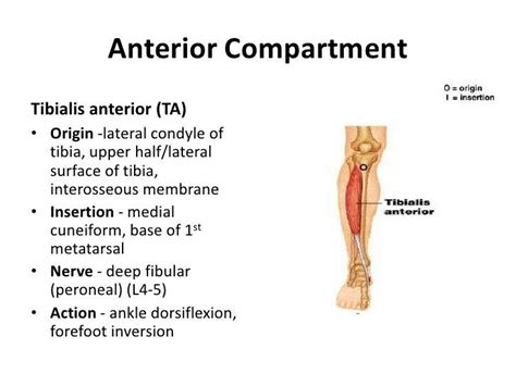 Tibialis Anterior Muscle Anatomy Massage Therapy Leg Massage