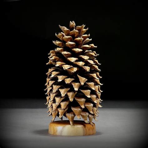 Giant Coulter Pine Cone Cp23