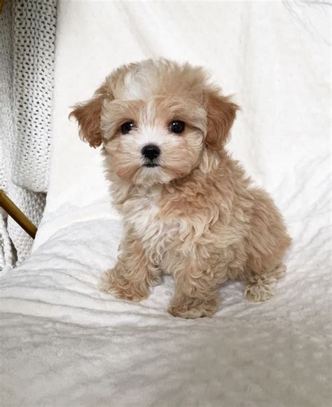 10 Ide Maltipoo Maltese Poodle Puppy Keep Me Blogs