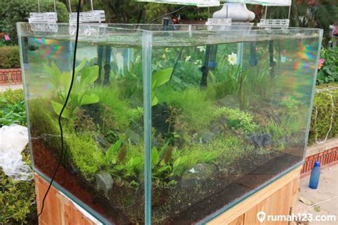 Dia menempatkan tanaman di dalam wadah yang terbuat dari kaca. 7 Pilihan Tanaman Karpet Aquascape yang Mudah Dirawat ...