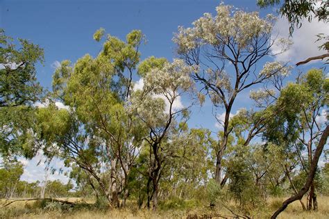 Eucalyptus Persistens And Acacia Harpophylla Nairana Nati Flickr