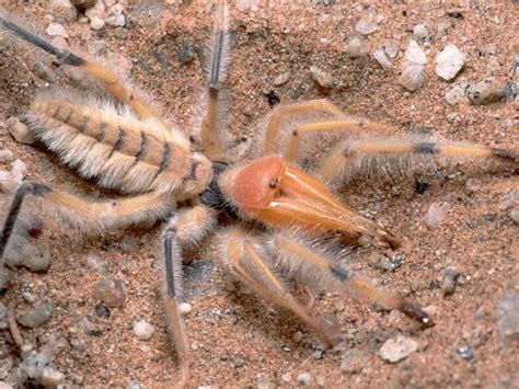 Camel spiders live all over the world in countries like egypt and iraq. Camel Spider Bite: Identification and Treatment | Spider Bites