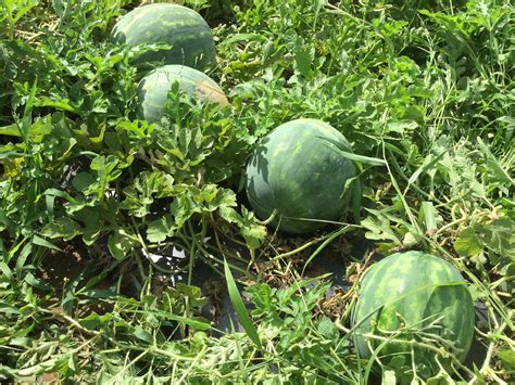 Most large chain grocery stalls will offer. Watermelons gain ground as soils dry out, temps increase ...
