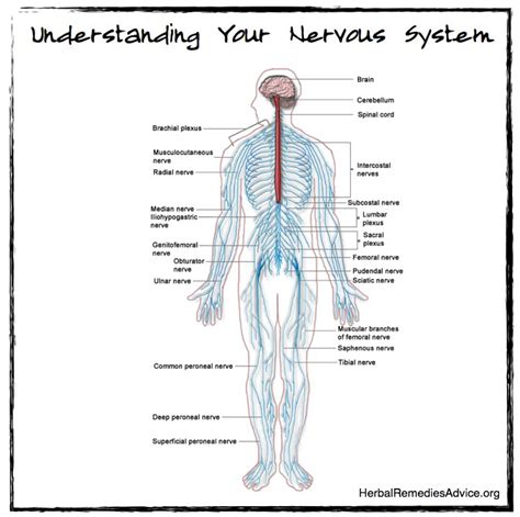Structure Of The Nervous System