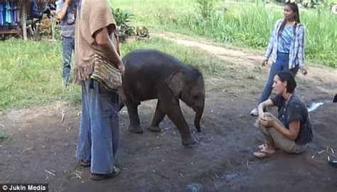 Impossibly Adorable Moment Playful Baby Elephant Comes In For A Cuddle