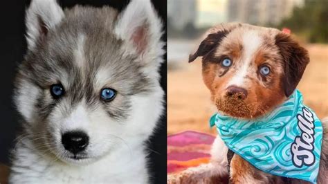 What Dog Breeds Can Have Blue Eyes Dog Bread