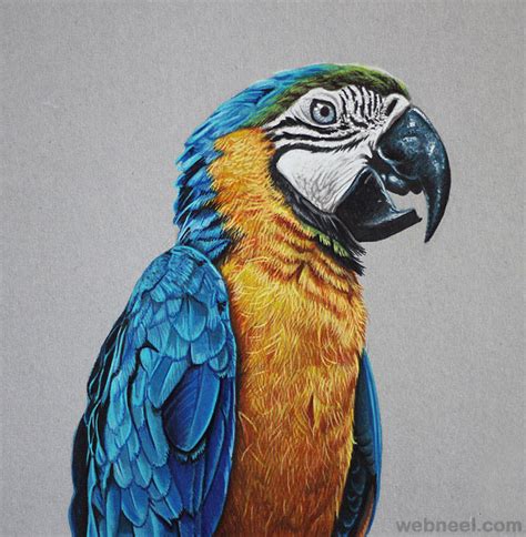 Colored Pencil Drawing Bird 8