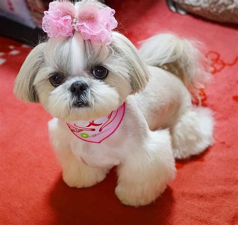 Love This Cut For Sophie Cute Baby Dogs Shih Tzu Dog Shitzu Dogs