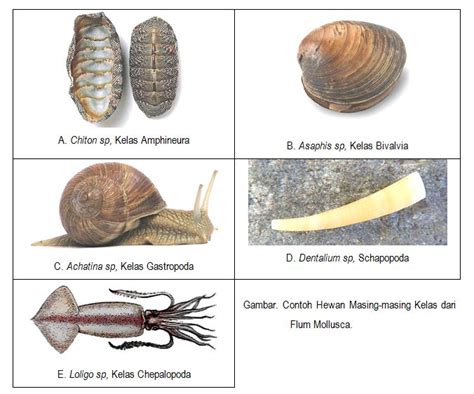 Klasifikasi Hewan Mollusca