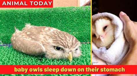 Baby Owls Sleep Down On Their Stomach Youtube