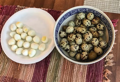 Cannundrums: Quail Eggs