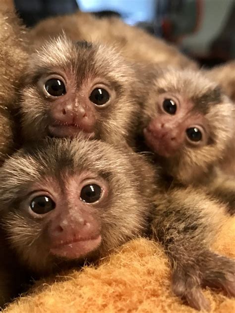 Baby Marmoset Monkey Cute Baby Monkey Pet Monkey Cute Baby Animals