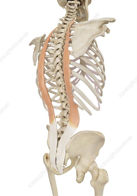 Human Back Muscles Illustration Stock Image F0116988 Science
