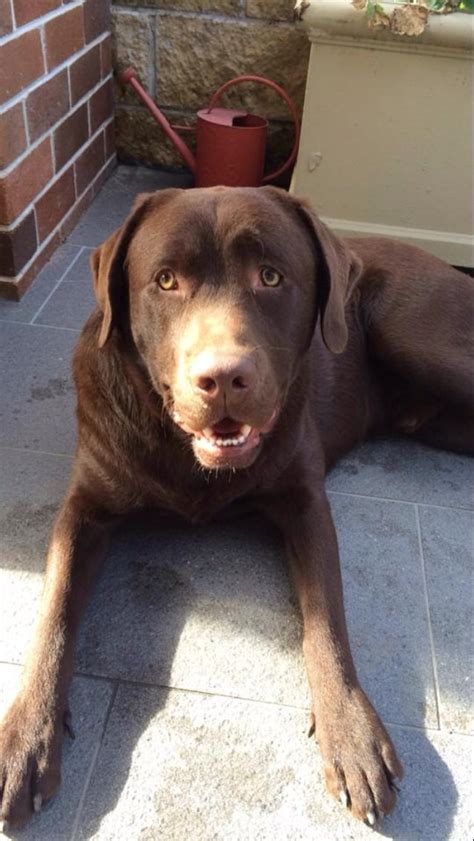 Serving minnesota, wisconsin, and iowa. Purebred Labrador Puppies | For Sale NSW: Sydney