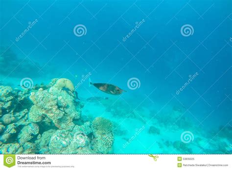 Exotic Marine Life Near Maldives Island Stock Image Image Of Resort
