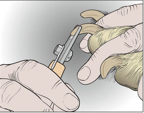 When you trim your dog's nails, the first thing to do is check to learning how to clip dog nails that are dark is a little different from learning to trim light dog nails. Trimming Dog Nails