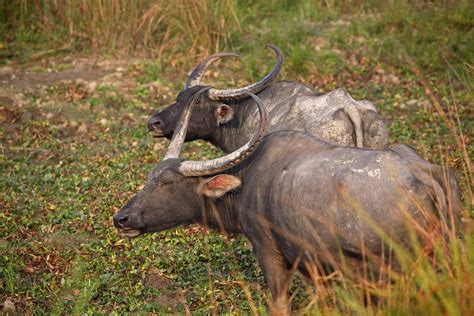 Pair of water buffalod rhino, Kaziranga | Wildlife tour, Wildlife sanctuary, Wildlife