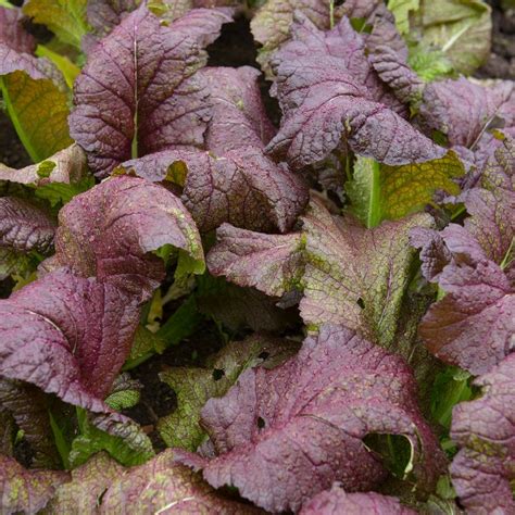 Buy Red Giant Mustard Green Seeds Everwilde Farms