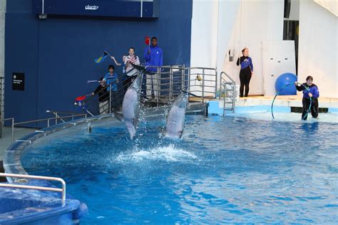 Dolphin Show National Aquarium In Baltimore Md 121291 Photograph By