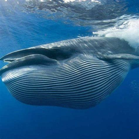 大藍鯨 big blue on facebook. 世界上最大的生物藍鯨的心臟有多大？看完都傻掉 - 每日頭條
